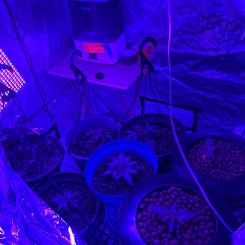  Purple Kush  growlog photo: Resituated tent and watered