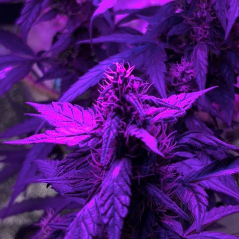  Purple Kush  growlog timeline photo