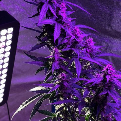  Purple Kush  growlog timeline photo