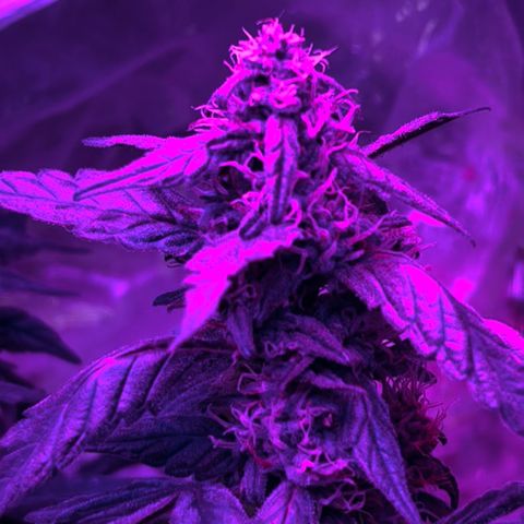  Purple Kush  growlog timeline photo