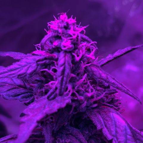  Purple Kush  growlog timeline photo