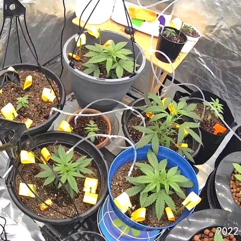  Purple Kush  growlog timeline photo