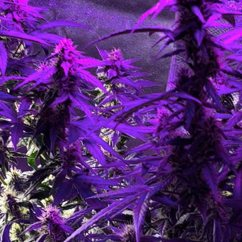  Purple Kush  growlog timeline photo