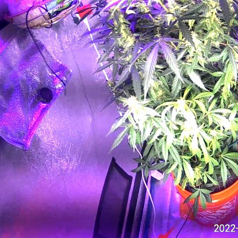  Purple Kush  growlog timeline photo