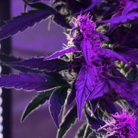  Purple Kush  growlog timeline photo