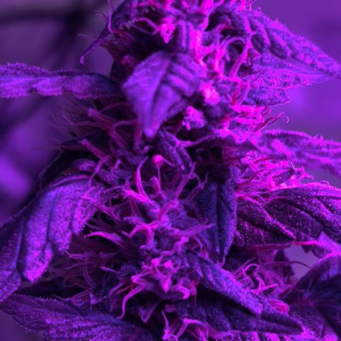  Purple Kush  growlog timeline photo