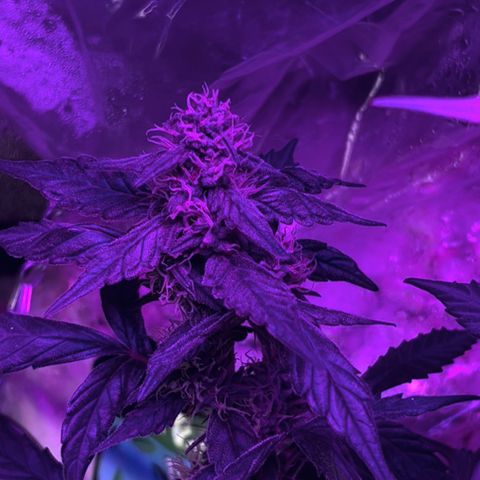  Purple Kush  growlog timeline photo