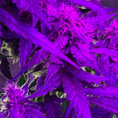 Girl Scout Cookies Extreme Auto growlog photo: Smells amazing!! The structure of the buds looks really nice! 