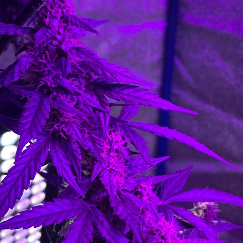 Girl Scout Cookies Extreme Auto growlog photo: Smells amazing!! The structure of the buds looks really nice! 
