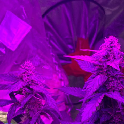 Girl Scout Cookies Extreme Auto growlog photo: Smells amazing!! The structure of the buds looks really nice! 