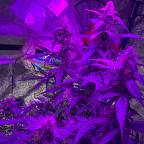 Girl Scout Cookies Extreme Auto growlog photo: Smells amazing!! The structure of the buds looks really nice! 