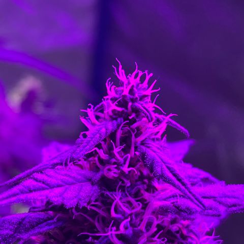 Girl Scout Cookies Extreme Auto growlog photo: Smells amazing!! The structure of the buds looks really nice! 