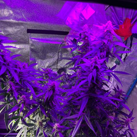 Girl Scout Cookies Extreme Auto growlog photo: Smells amazing!! The structure of the buds looks really nice! 