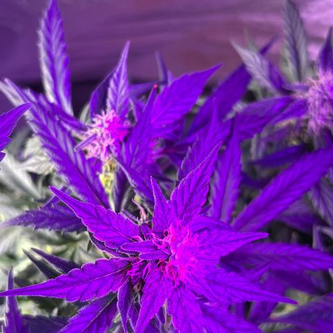 Girl Scout Cookies Extreme Auto growlog photo: Smells amazing!! The structure of the buds looks really nice! 