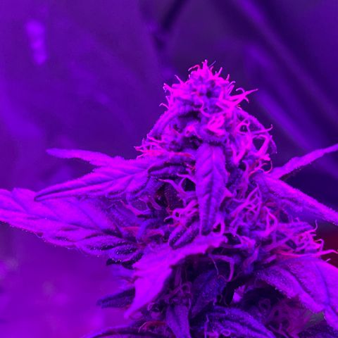 Girl Scout Cookies Extreme Auto growlog photo: Smells amazing!! The structure of the buds looks really nice! 