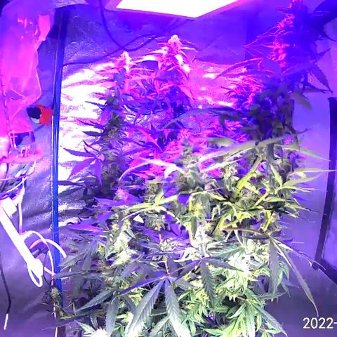 Girl Scout Cookies Extreme Auto growlog timeline photo