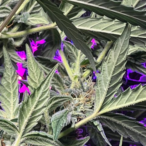 Girl Scout Cookies Extreme Auto growlog timeline photo