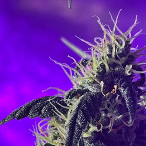 Girl Scout Cookies Extreme Auto growlog timeline photo