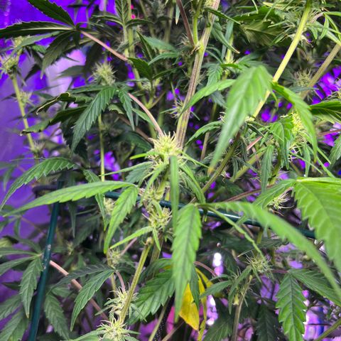 Girl Scout Cookies Extreme Auto growlog timeline photo