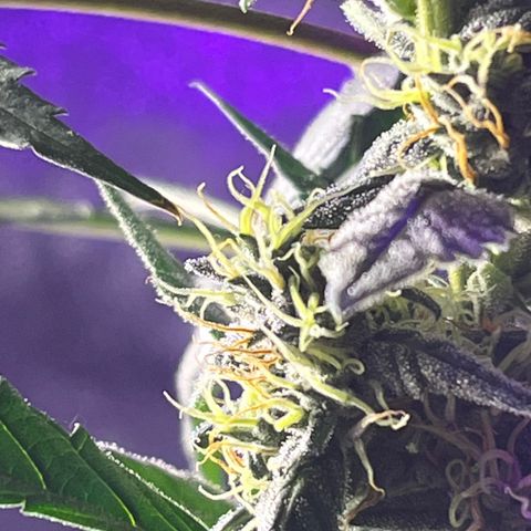 Girl Scout Cookies Extreme Auto growlog timeline photo