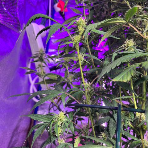 Girl Scout Cookies Extreme Auto growlog timeline photo