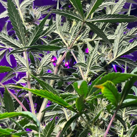 Girl Scout Cookies Extreme Auto growlog timeline photo