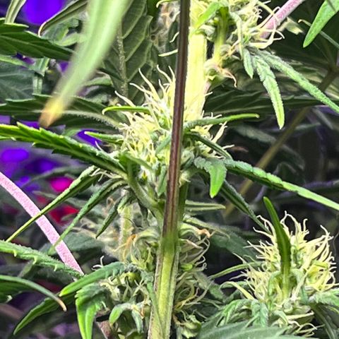 Girl Scout Cookies Extreme Auto growlog timeline photo