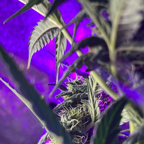 Girl Scout Cookies Extreme Auto growlog timeline photo
