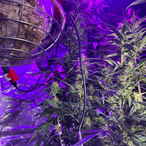 Girl Scout Cookies Extreme Auto growlog timeline photo