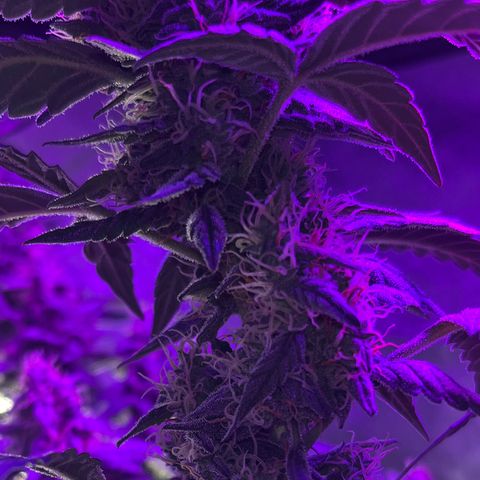 Girl Scout Cookies Extreme Auto growlog timeline photo