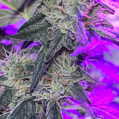 Girl Scout Cookies Extreme Auto growlog timeline photo