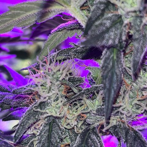 Girl Scout Cookies Extreme Auto growlog timeline photo