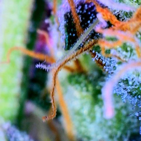 Girl Scout Cookies Extreme Auto growlog timeline photo