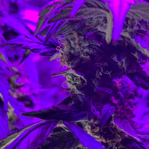 Girl Scout Cookies Extreme Auto growlog timeline photo