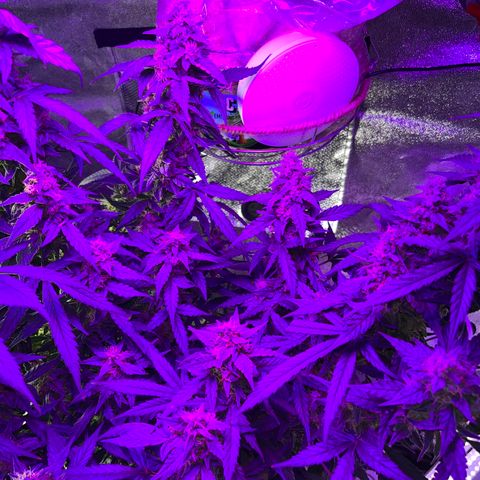 Girl Scout Cookies Extreme Auto growlog timeline photo