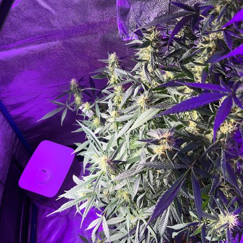 Girl Scout Cookies Extreme Auto growlog timeline photo