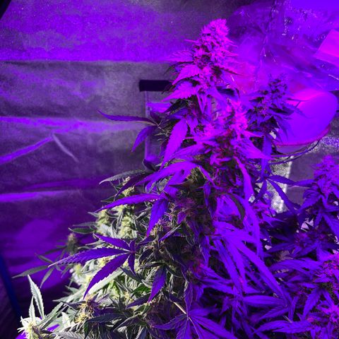 Girl Scout Cookies Extreme Auto growlog timeline photo