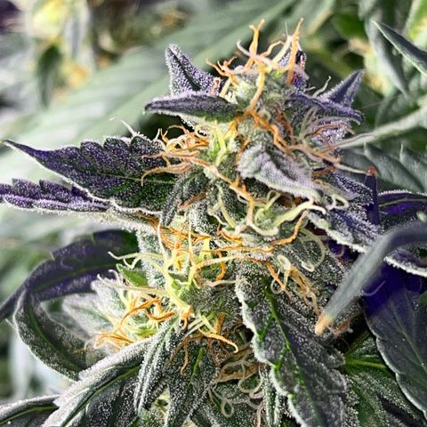 Girl Scout Cookies Extreme Auto growlog timeline photo