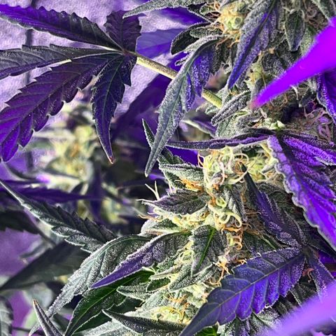 Girl Scout Cookies Extreme Auto growlog timeline photo