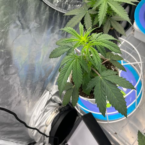 Stress seed (gsc extreme auto ??) growlog timeline photo