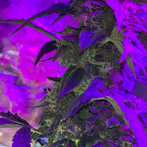 Girl Scout Cookies Extreme Auto growlog timeline photo