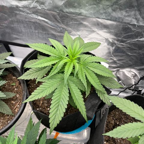  Purple Kush  growlog timeline photo