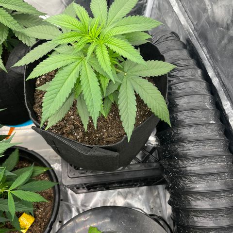  Purple Kush  growlog timeline photo