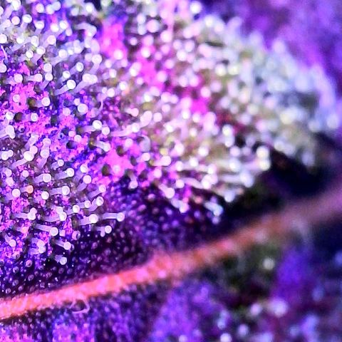Girl Scout Cookies Extreme Auto growlog timeline photo