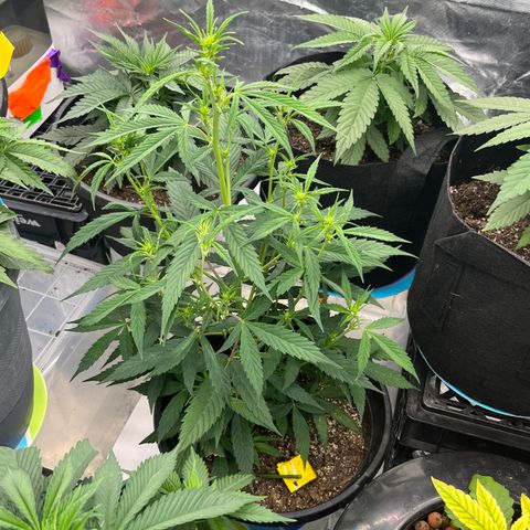  Purple Kush  growlog timeline photo