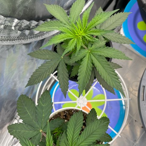 Girl Scout Cookies Auto growlog timeline photo