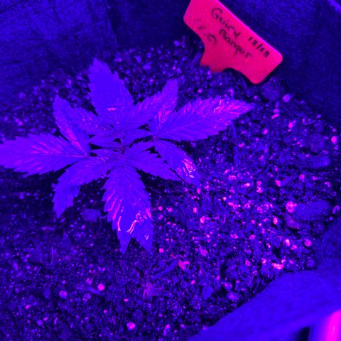 Black Domina (green container) growlog photo: Unlabeled = guava gelato auto