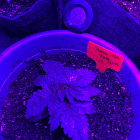 Black Domina (green container) growlog photo: Unlabeled = guava gelato auto