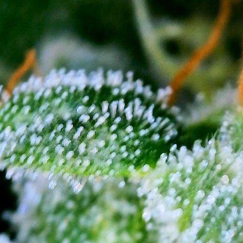 Girl Scout Cookies Extreme Auto growlog timeline photo