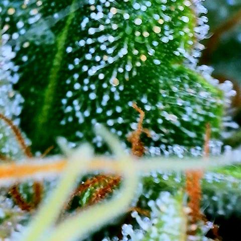 Girl Scout Cookies Extreme Auto growlog timeline photo